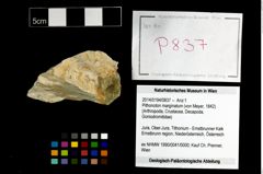 Foto (Objekt + Etikett) von Pithonoton marginatum (von Meyer, 1842)  (NHMW-GEO-2014-0194-0837)